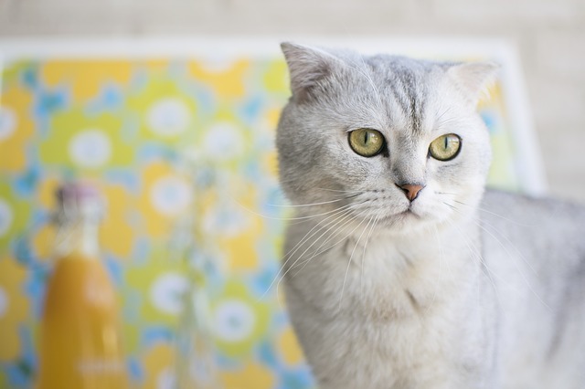 【画像】大西流星の飼い猫「トキくん」が可愛いと話題!種類はなに?